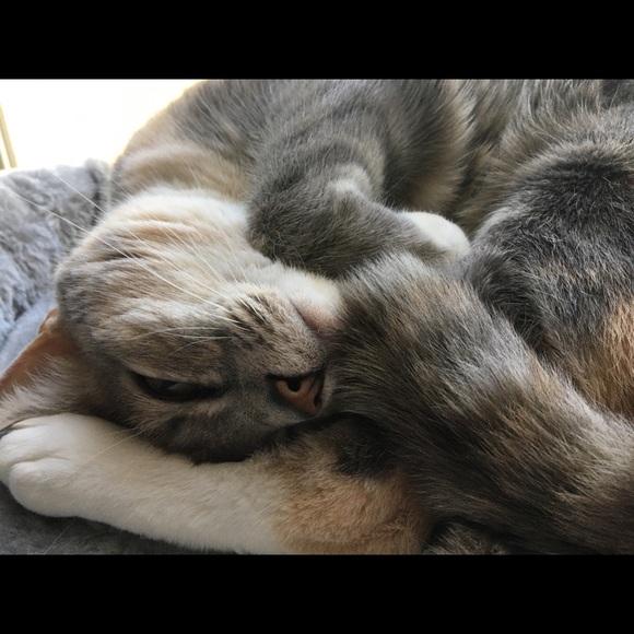 Meet your Posher, Cayla - Picture 1 of 1